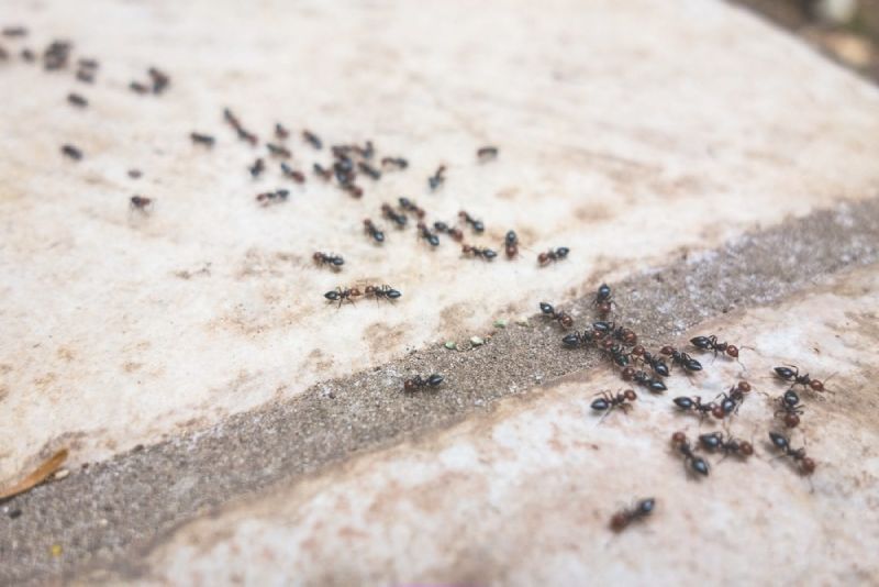 Avoid Ants