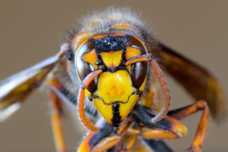 Asian giant hornet risks