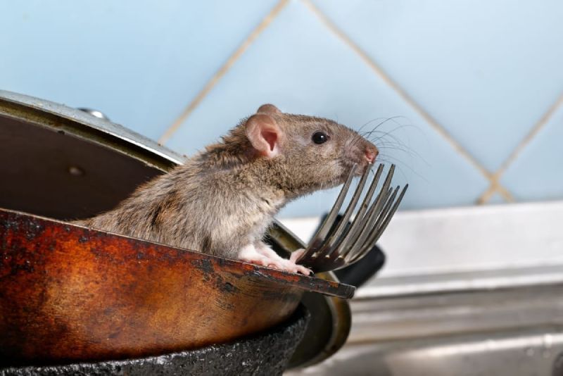 mice rodents significant risk