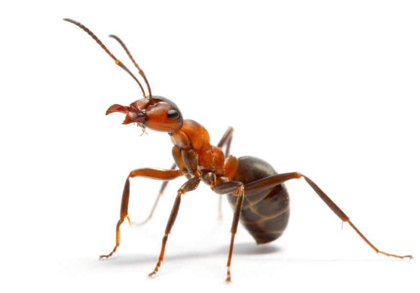 ant