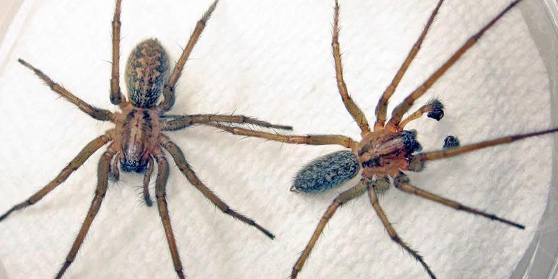 Exploring Pennsylvania's Most Common Spider Species - Patriot Pest  Solutions LLC.