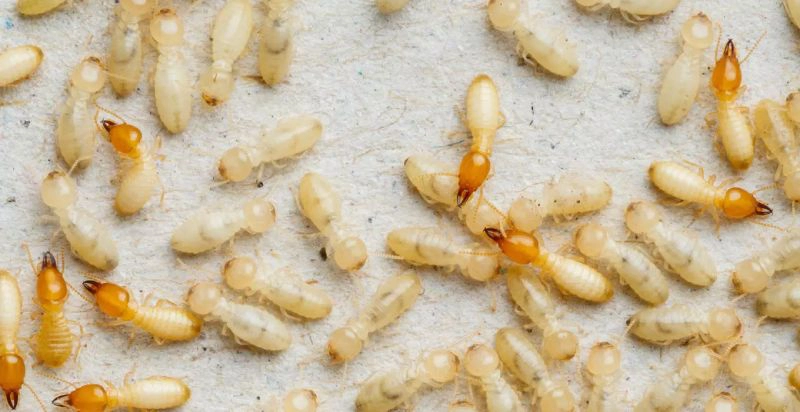 Termite Images – Browse 27,719 Stock Photos, Vectors, and Video | Adobe  Stock