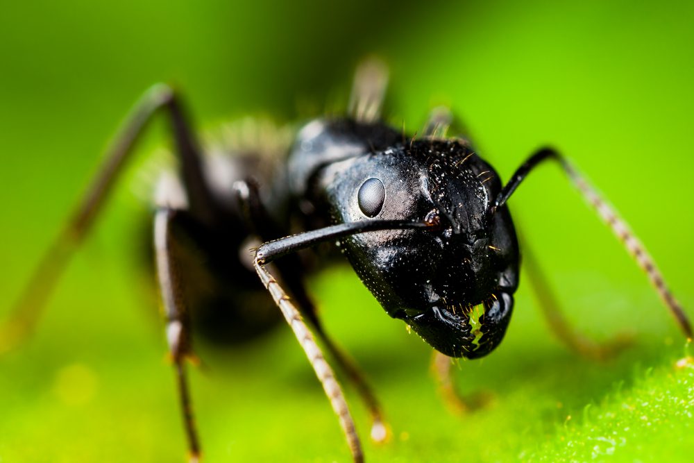 picture of an ant