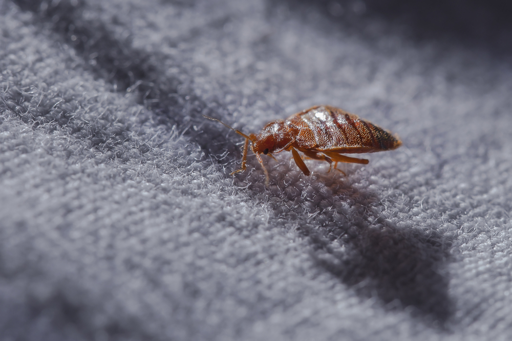 risks ignoring bed bug infestation