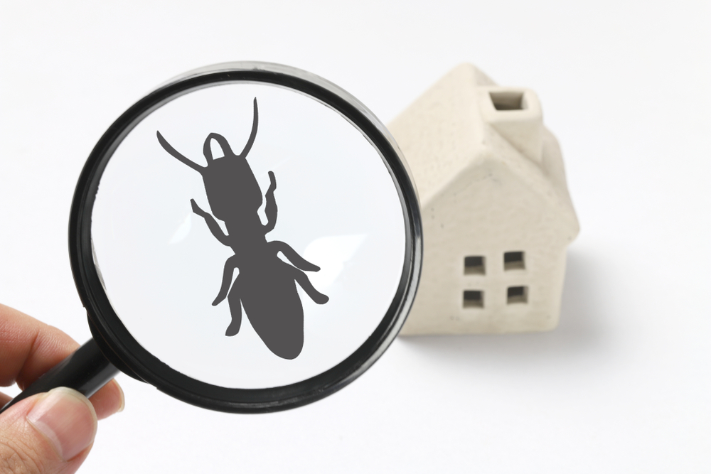 termite inspections purchasing home