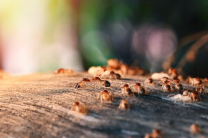 termite swarm basics timing preparation