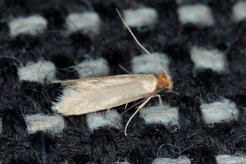 Basic Facts on Clothes Moths and How to Avoid Them | A-1 Exterminators