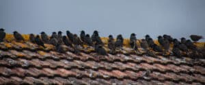 threats caused birds roof