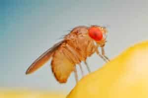 preventing fruit fly issues