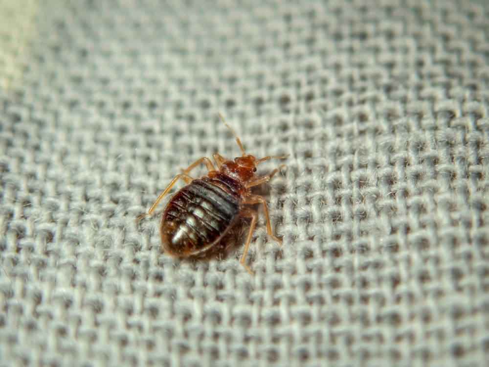 preventing bed bug holiday travel