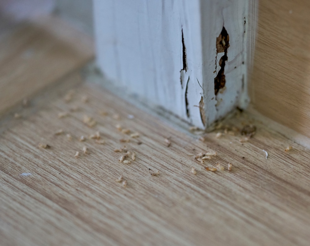 early indicators termite infestation