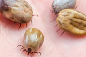 flea tick infestation prevention