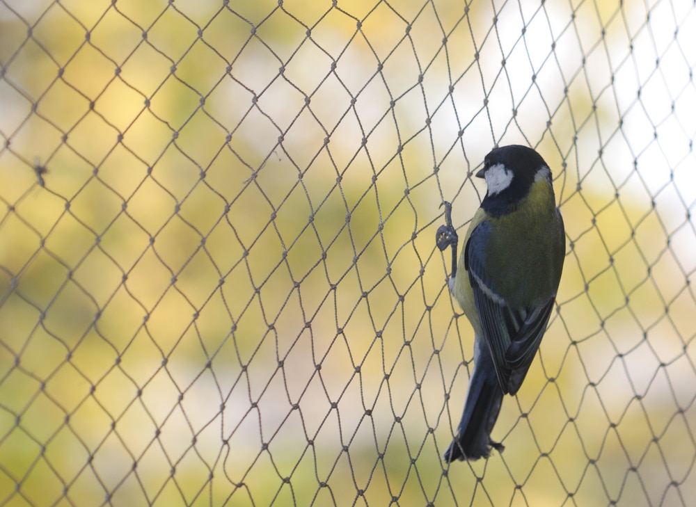 bird netting installation maintenance