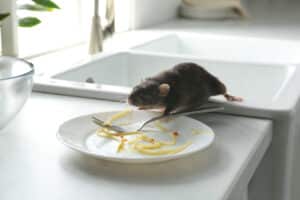 common causes rodent infestation