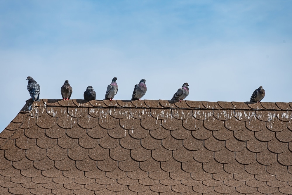 Legal Ramification of Bird Infestations