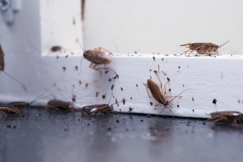Understanding Pests and Moisture Attraction Concepts