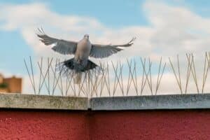 What to Know About Bird Prevention Spike Products