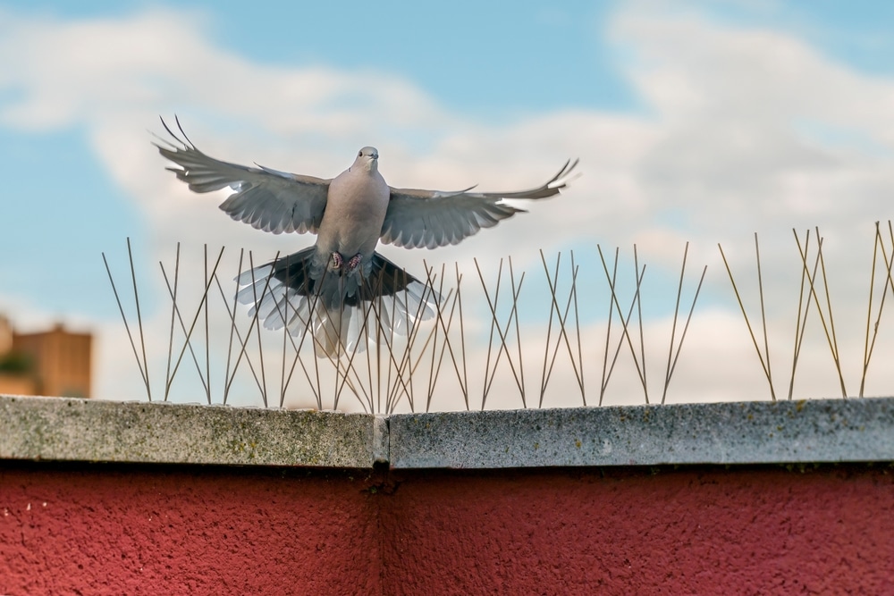 What to Know About Bird Prevention Spike Products